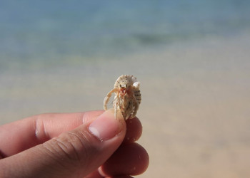 Сайпан остров, Северные Марианские острова, фото № 73188 – фотографии Северных Марианских островов