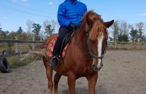 Конная прогулка – фотографии России