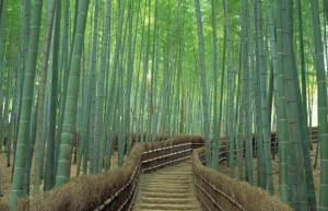 Бамбуковый лес Арасияма утром – фотографии Японии