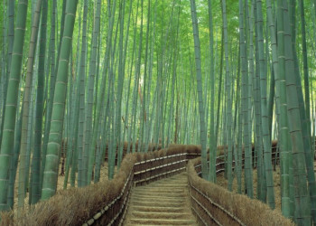 Бамбуковый лес Арасияма утром – фотографии Японии