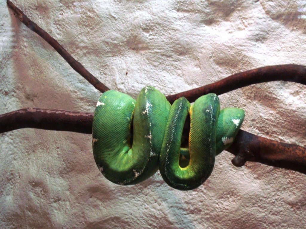 Змея в зоопарке Рио-де-Жанейро – фотографии Бразилии