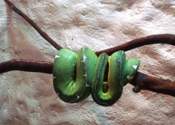 Змея в зоопарке Рио-де-Жанейро – фотографии Бразилии