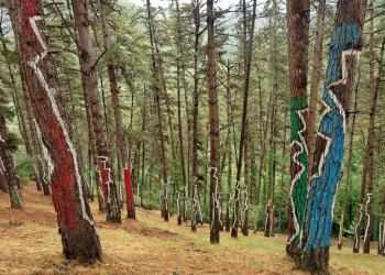 Глаза, радуга, человеческие силуэты, а также геометрические фигуры и абстрактные узоры в лесу Ома – фотографии Испании