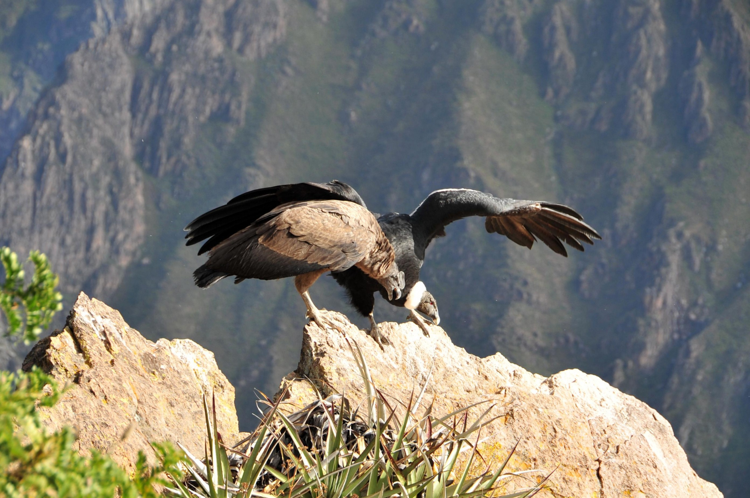 Кондоры в каньоне Колка (Valle del Colca) – фотографии Перу