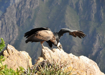 Кондоры в каньоне Колка (Valle del Colca) – фотографии Перу