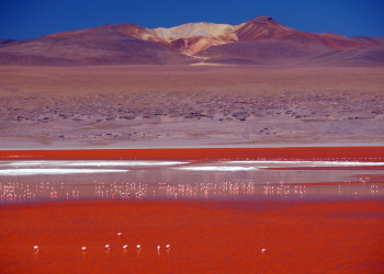 Лагуна Колорадо (Laguna Colorada)  – фотографии Боливии