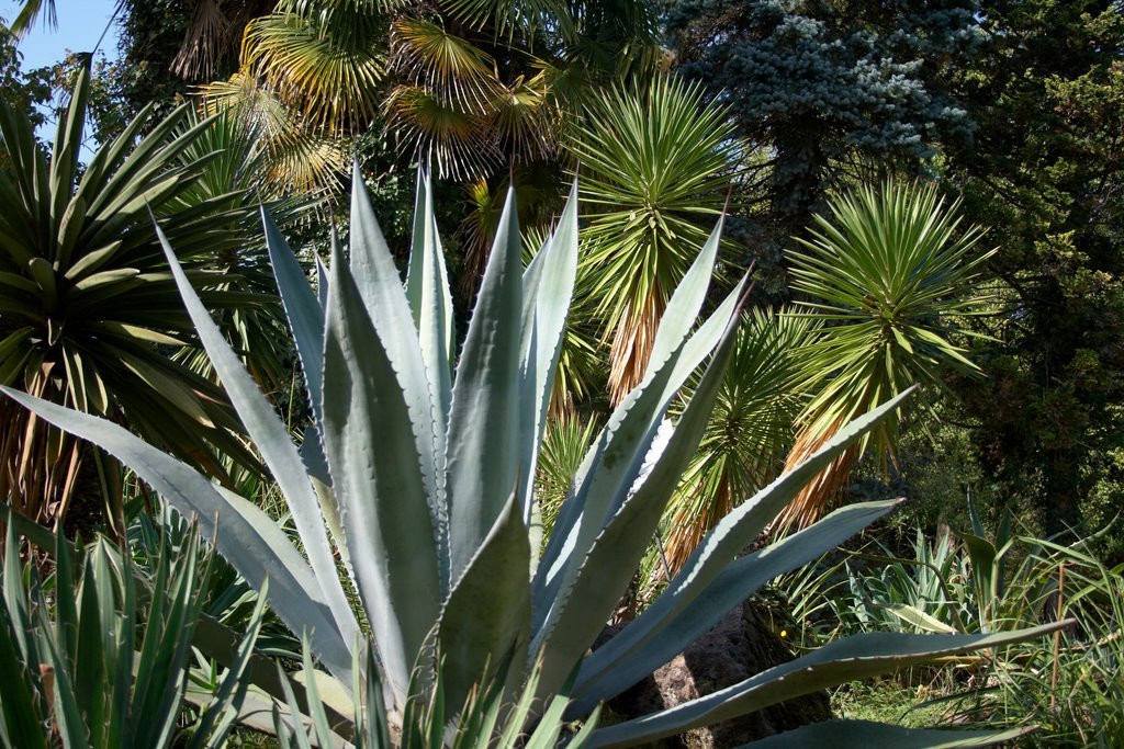 Сухумский Ботанический Сад – фотографии Абхазии