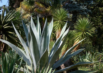 Сухумский Ботанический Сад – фотографии Абхазии