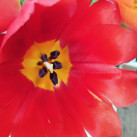 Лилия, 37, Иркутск, Россия