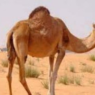 abdar karim, 61, Агадир, Марокко