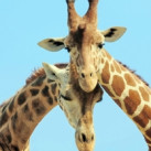 Рита Марке, 41, Санкт-Петербург, Россия