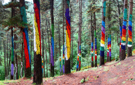 Живой лес Ома