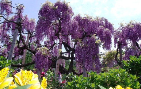 Сад Кавати Фудзи