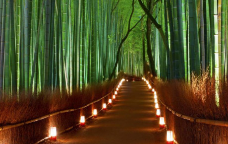 Бамбуковый лес Арасияма