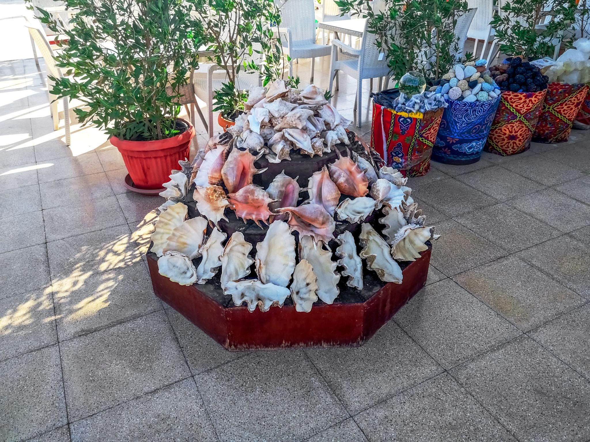 Выставочный стенд с большими ракушками на базаре в Шарм-эль-Шейхе (Египет)