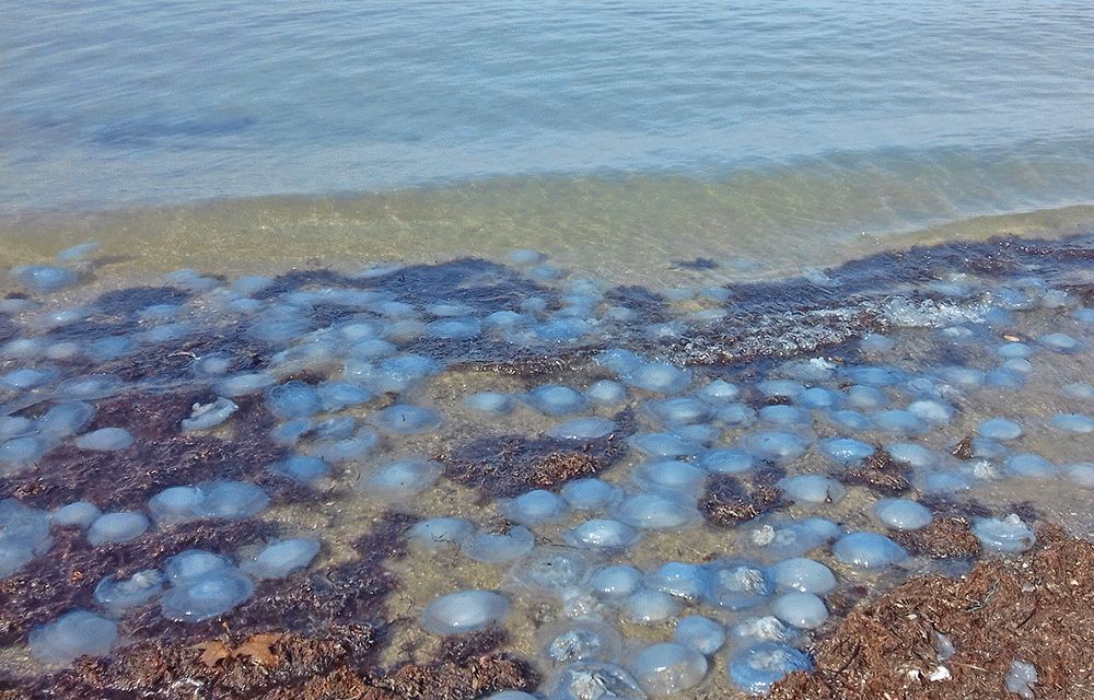 Медузы в черном море в анапе