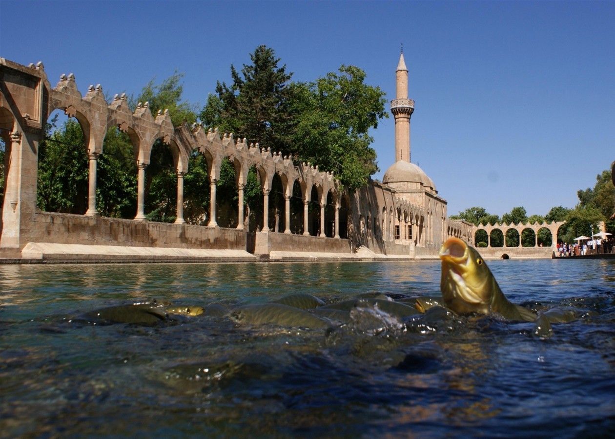 Озеро с карпами (Balıklıgöl)