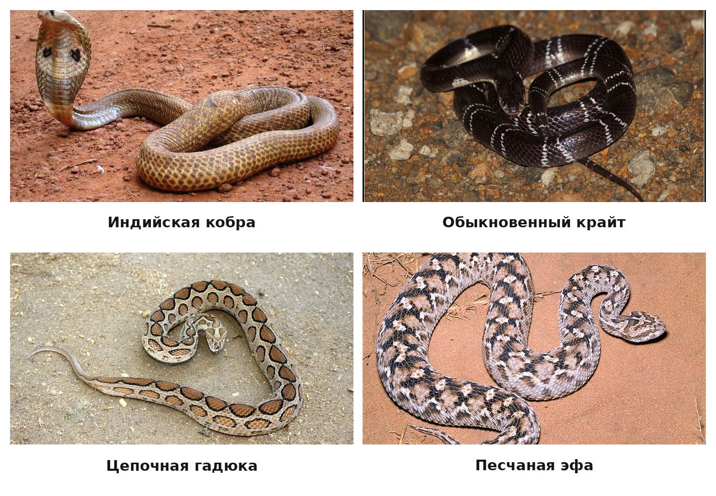 Ядовитые змеи Индии