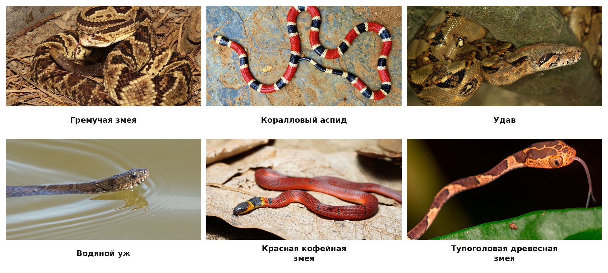 Змеи Мексики