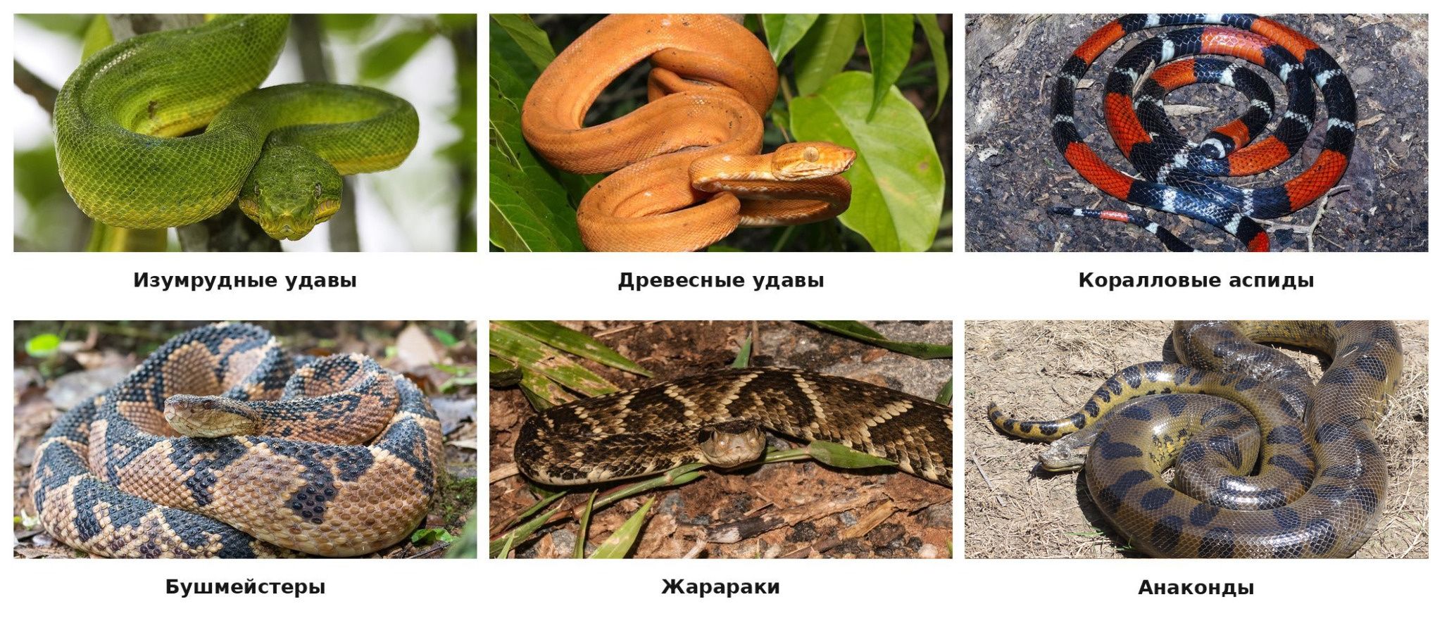 Змеи Амазонии