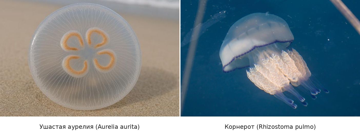 Ушастая аурелия и корнерот