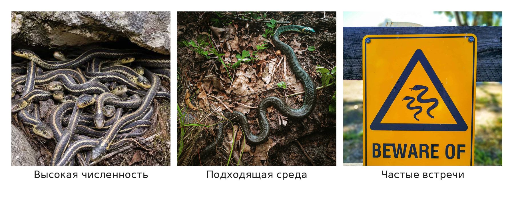 Змеиное изобилие