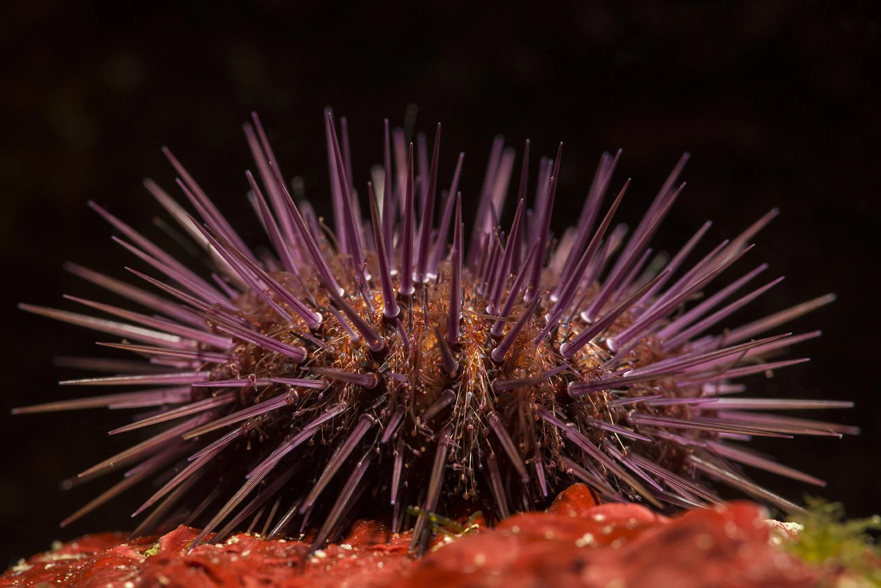 Каменный морской ёж Paracentrotus lividus на скалистом дне в Адриатическом море