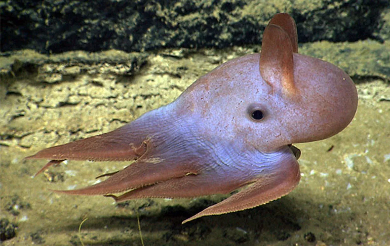 Осьминог Дамбо (Гримпотевтис, Grimpoteuthis)