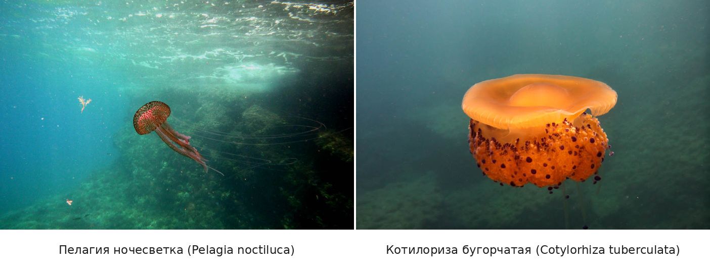 Пелагия ночесветка и Котилориза бугорчатая