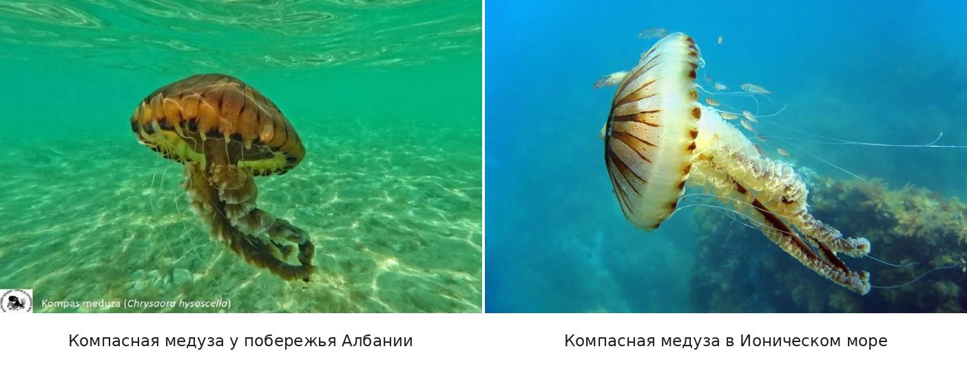 Компасная медуза