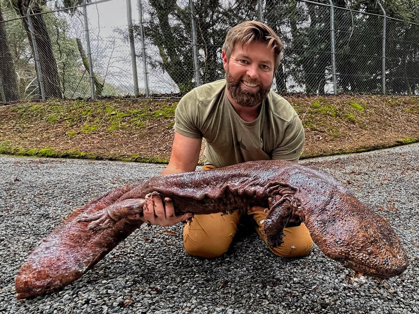Японская исполинская саламандра (Japanese giant salamander)