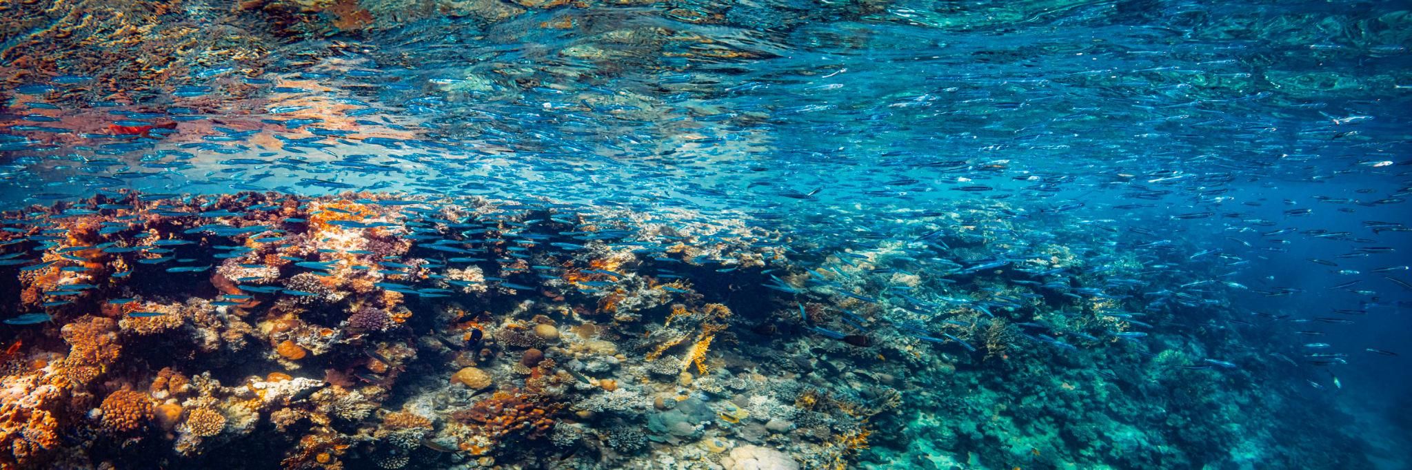 Панорама под водой: коралловый риф в Красном море (Египет)