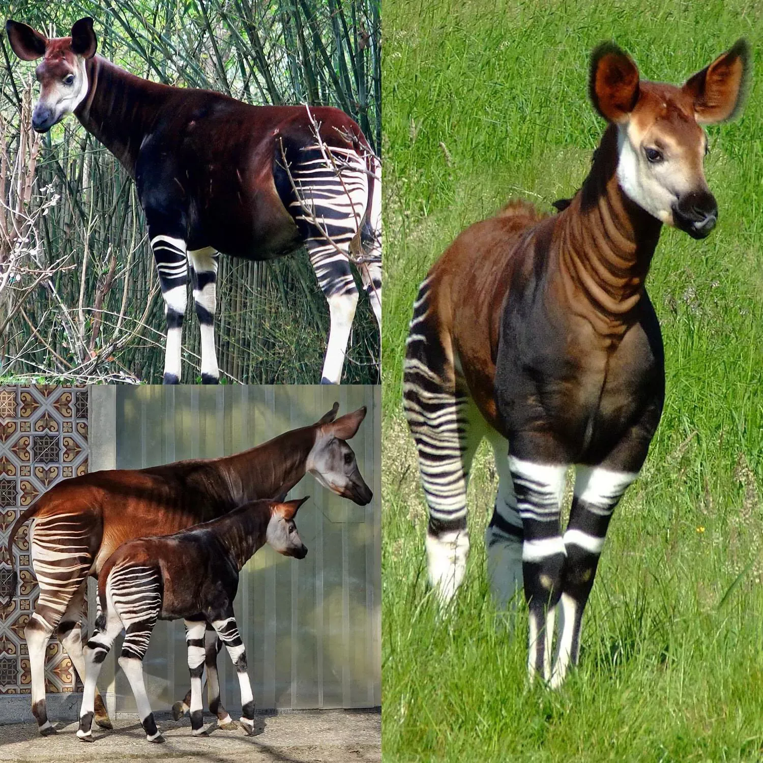 Лесной жираф (Окапи, Okapi)