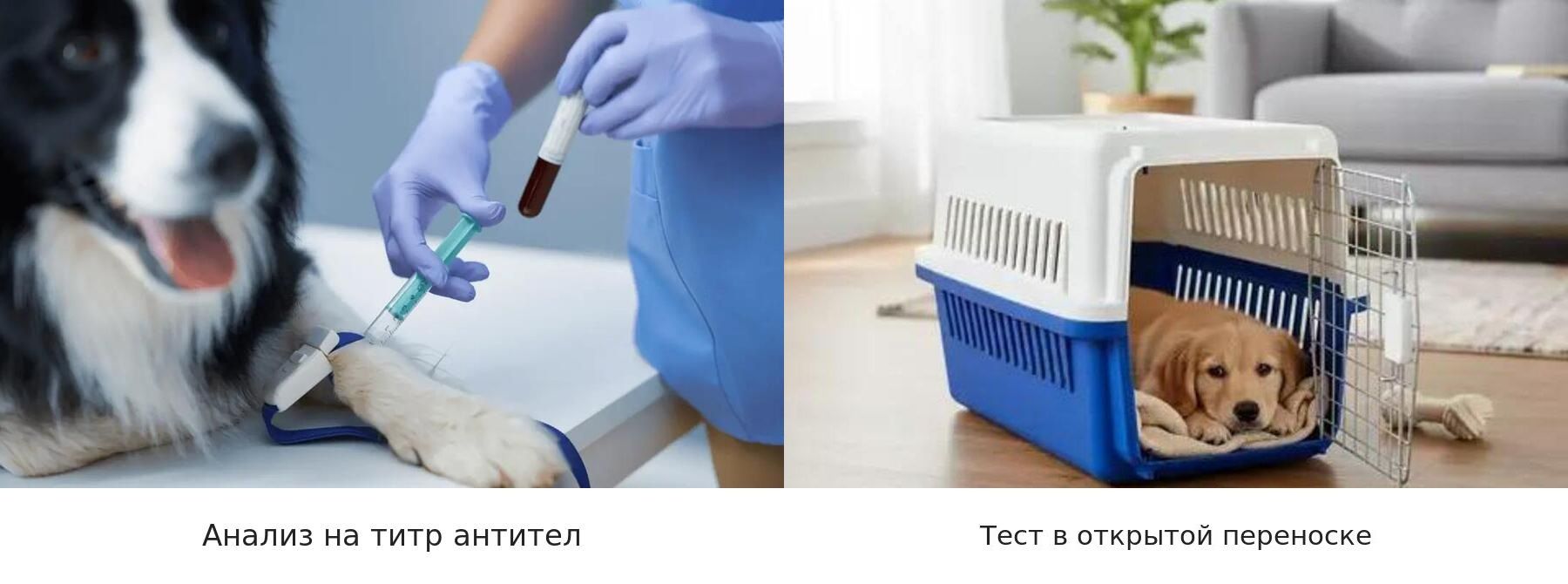 Проверка готовности собаки