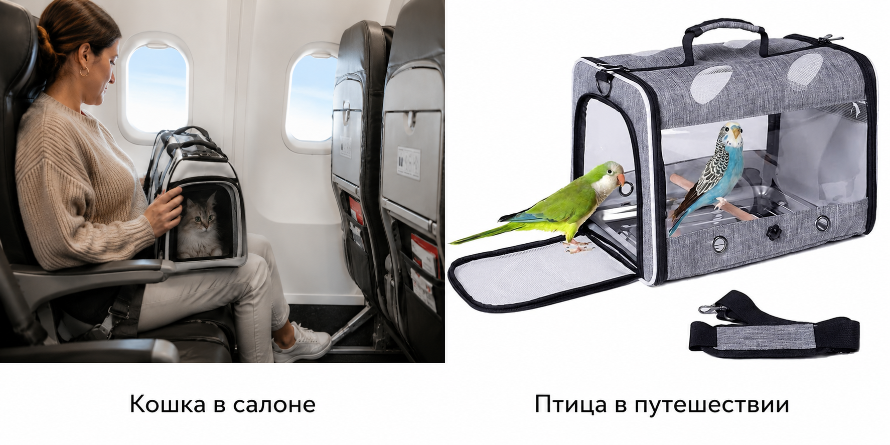 Питомцы в самолёте