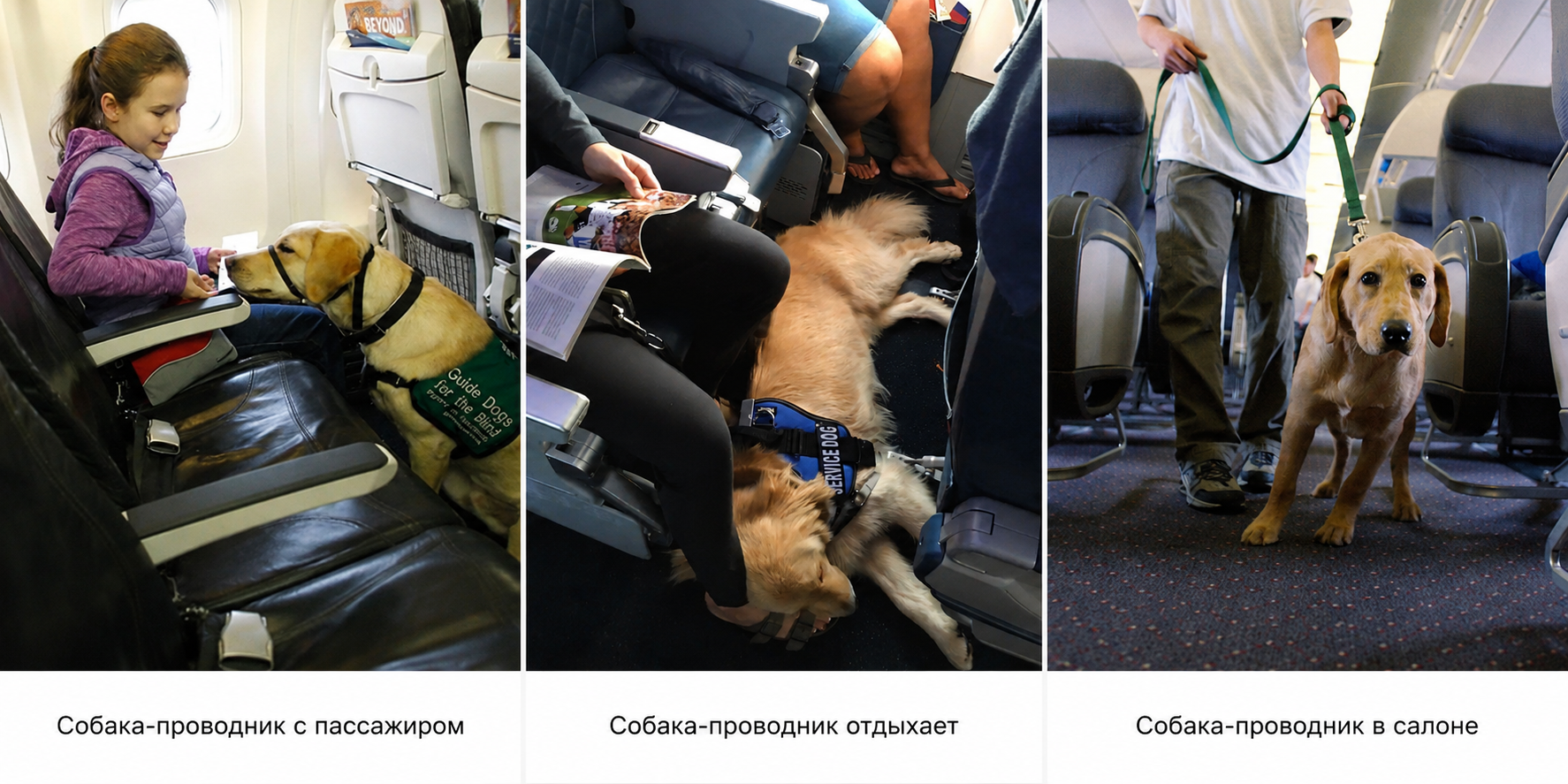 Собаки-проводники в самолёте
