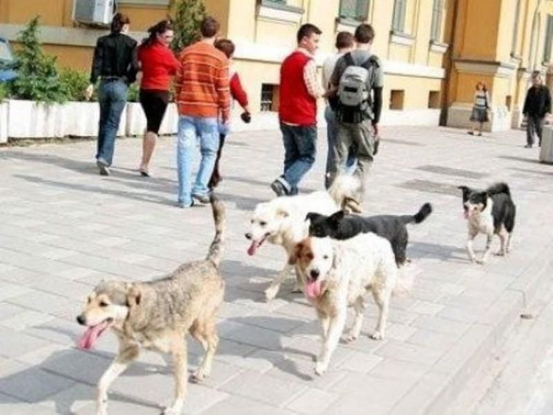Уличные собаки в Тиране (Албания)