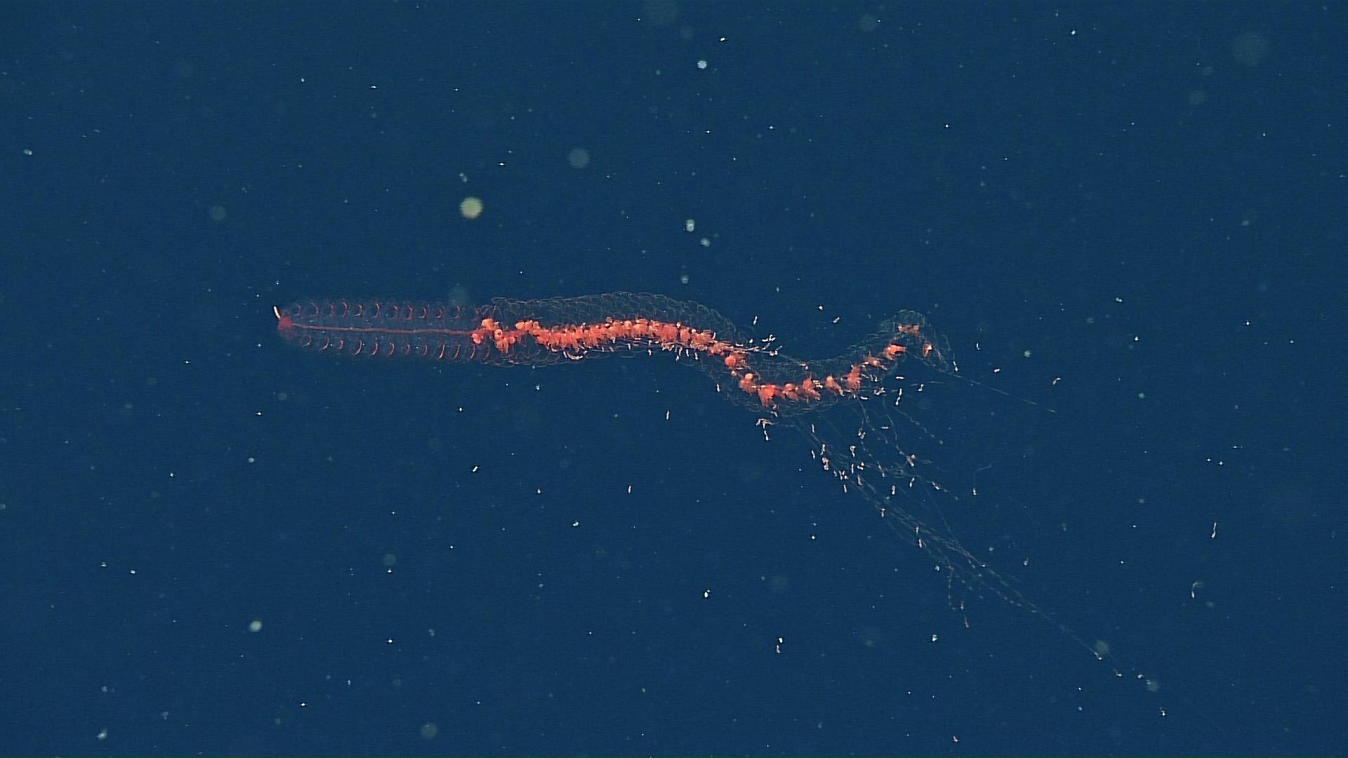 Physonect siphonophore – близкие родственники грозных «португальских корабликов»