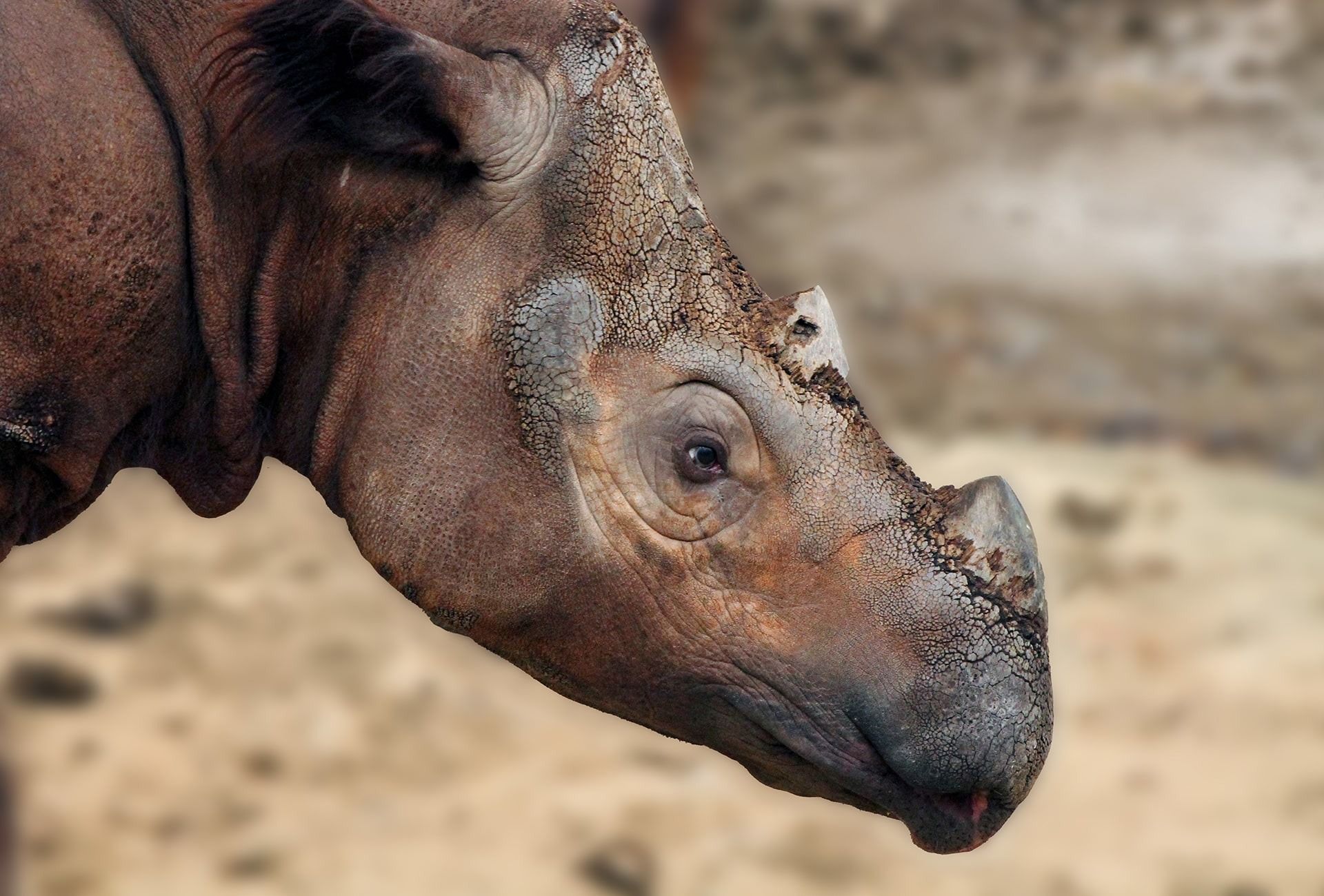 Суматранский носорог (Sumatran rhinoceros)
