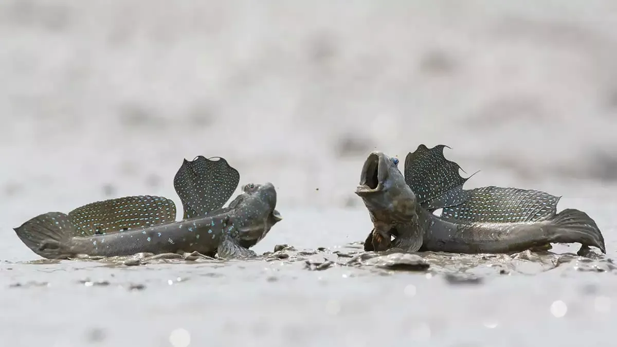 Илистый прыгун (Mudskipper)
