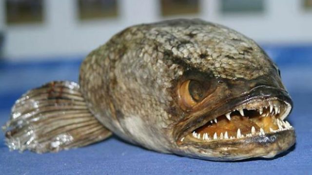 Змееголов (Snakehead)
