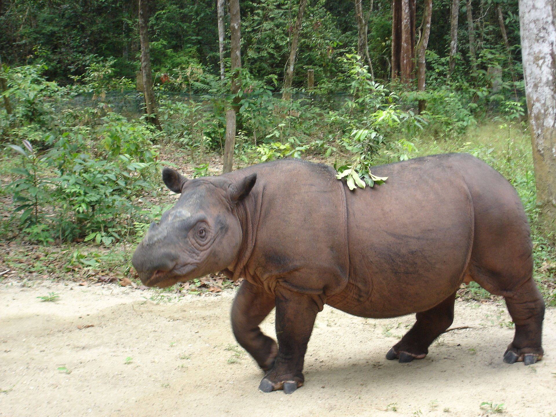 Суматранский носорог (Sumatran rhinoceros), фото
