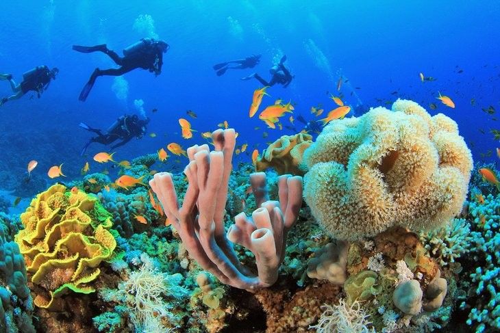 Дайвинг в Красном море Египта