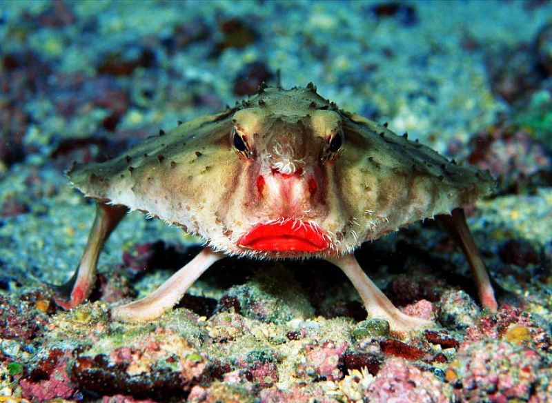 Красногубая рыба-ласточка (Red-lipped batfish)