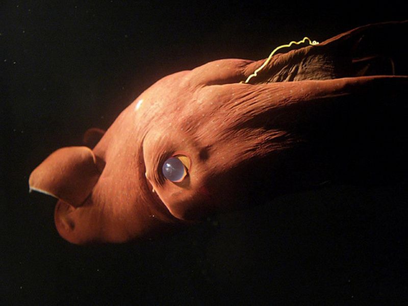 Адский вампир (Vampire squid), фото 3