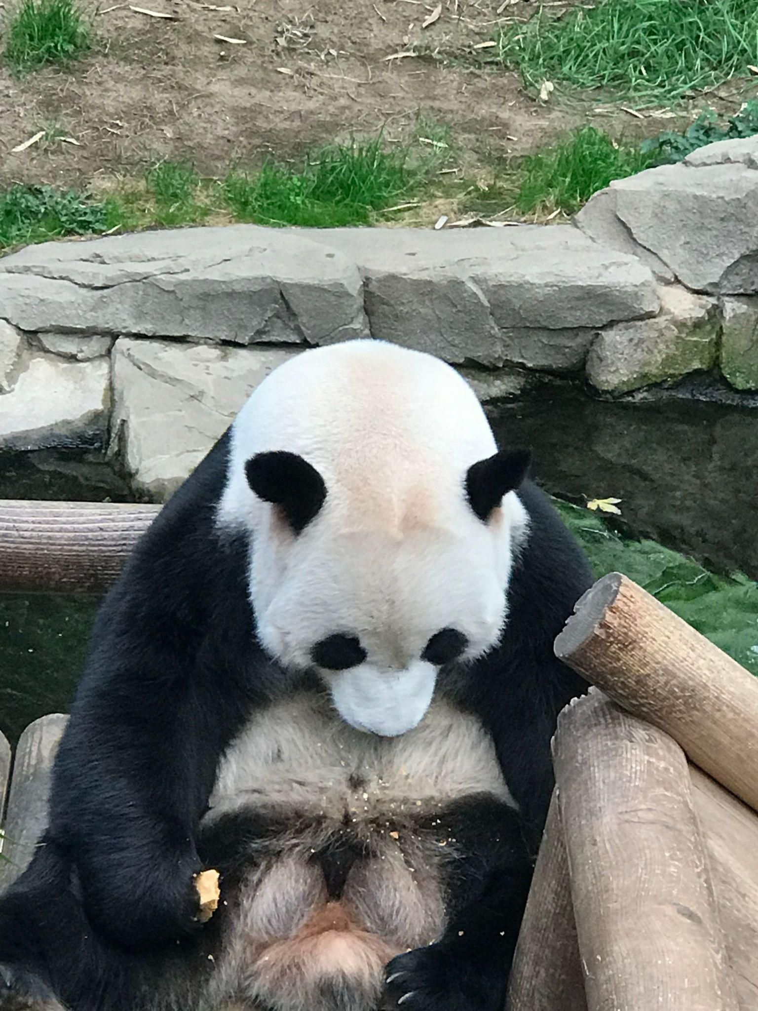 Панда в Южной Корее