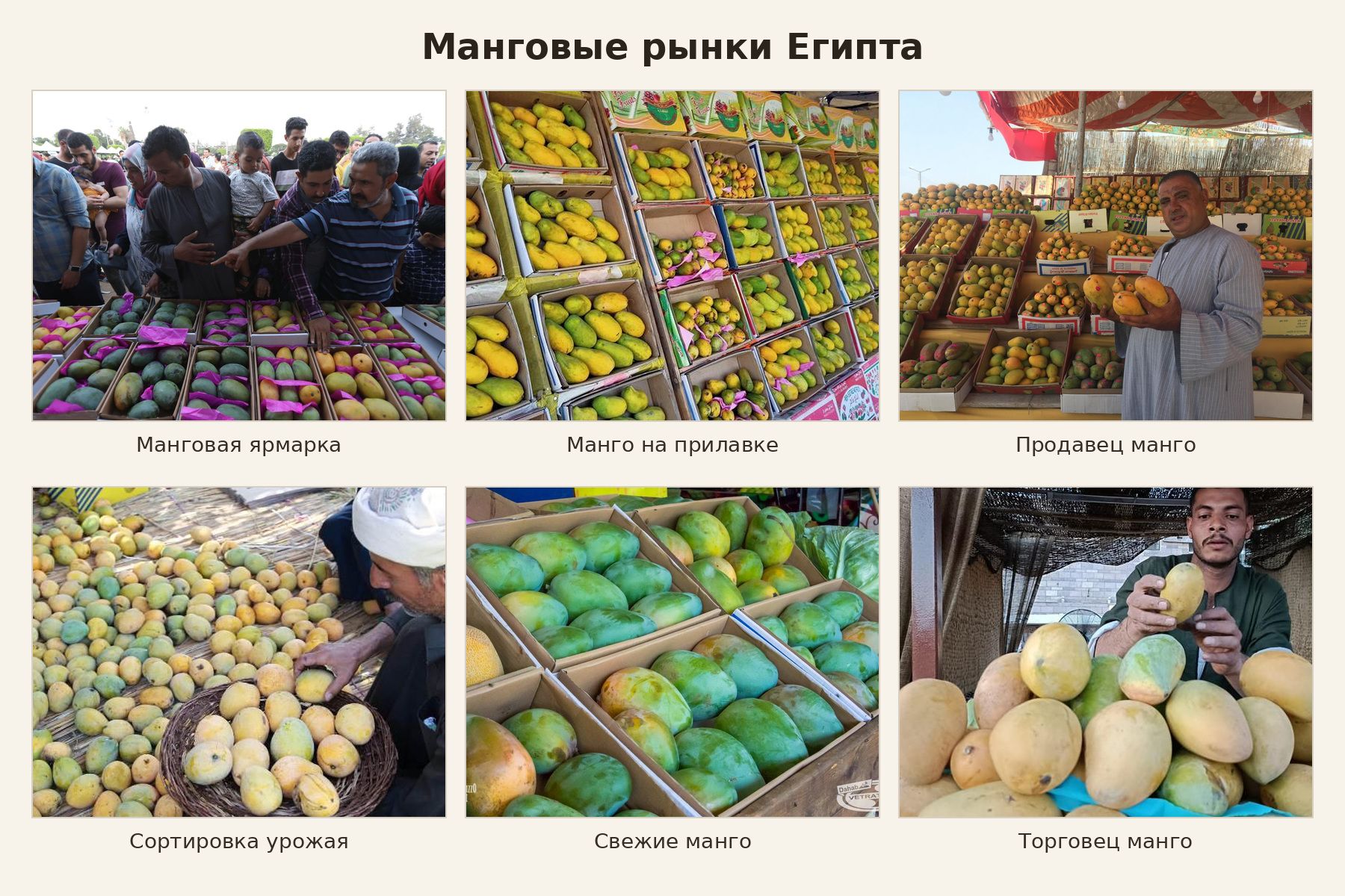 Манговое изобилие