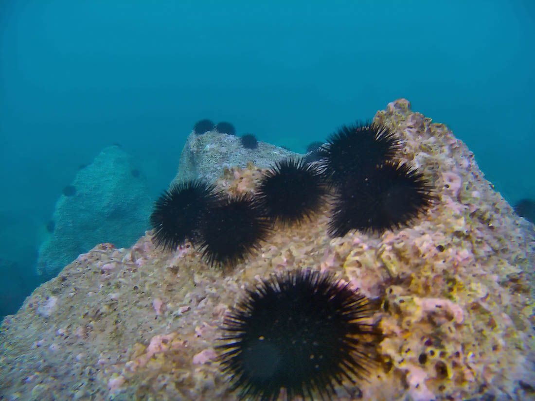 Морские ежи среди подводных камней в Адриатическом море