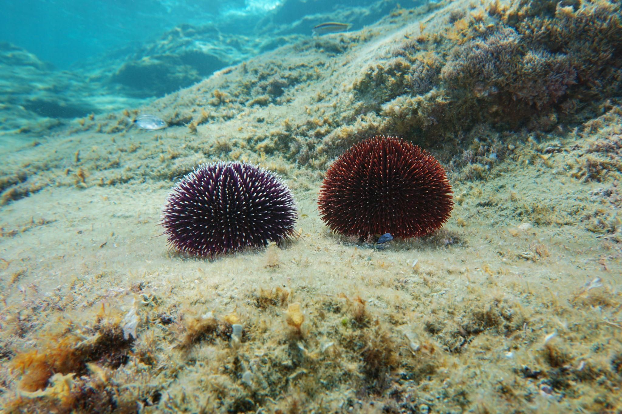 Зернистый морской ёж Sphaerechinus granularis на дне Адриатического моря