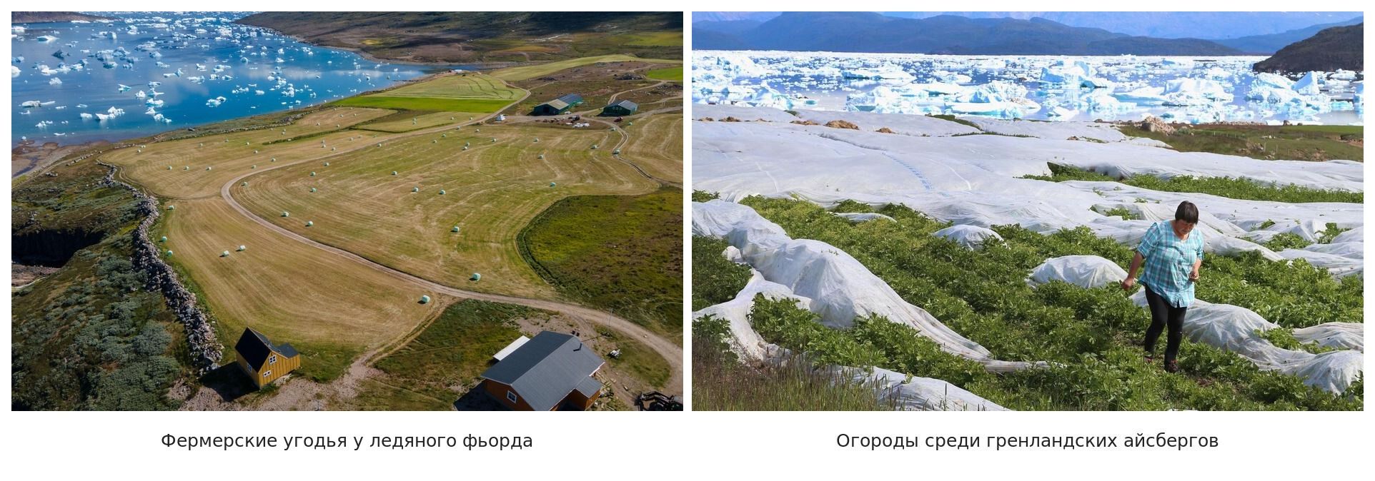 Арктические фермы